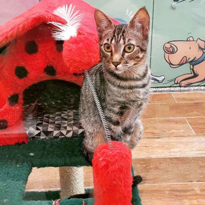 Gato ra a SRD idade 7 a 11 meses nome PAULO 