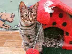 Gato raça SRD idade 7 a 11 meses nome PAULO 