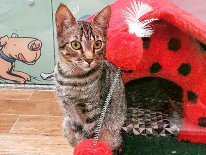 Gato ra a SRD idade 7 a 11 meses nome PAULO 