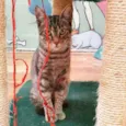 PAULO 
