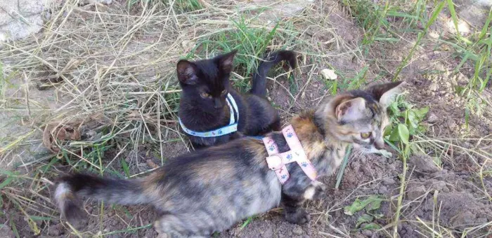 Gato raça  idade 2 a 6 meses nome Pantera negra