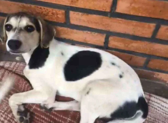 Cachorro raça Srd idade 2 a 6 meses nome Lindinha