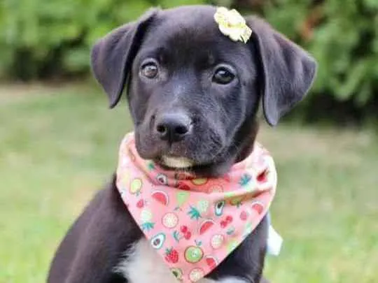 Cachorro raça  idade 2 a 6 meses nome Cristina 