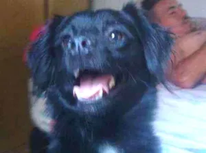 Cachorro raça Virá lata idade 1 ano nome Thor