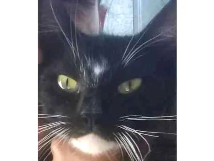 Gato ra a Srd idade 1 ano nome Amora