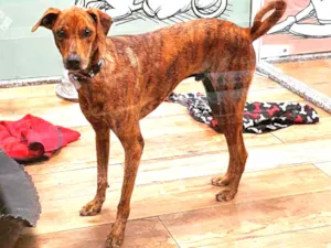 Cachorro raça SRD idade 2 anos nome GAEL 
