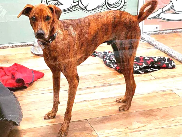 Cachorro ra a SRD idade 2 anos nome GAEL 
