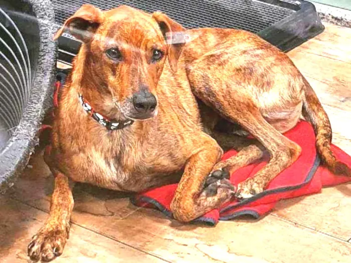Cachorro ra a SRD idade 2 anos nome GAEL 