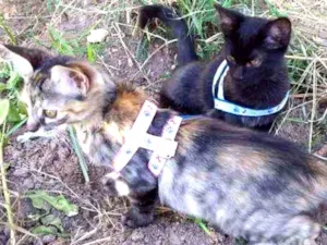 Gato raça  idade 2 a 6 meses nome Pantera negra