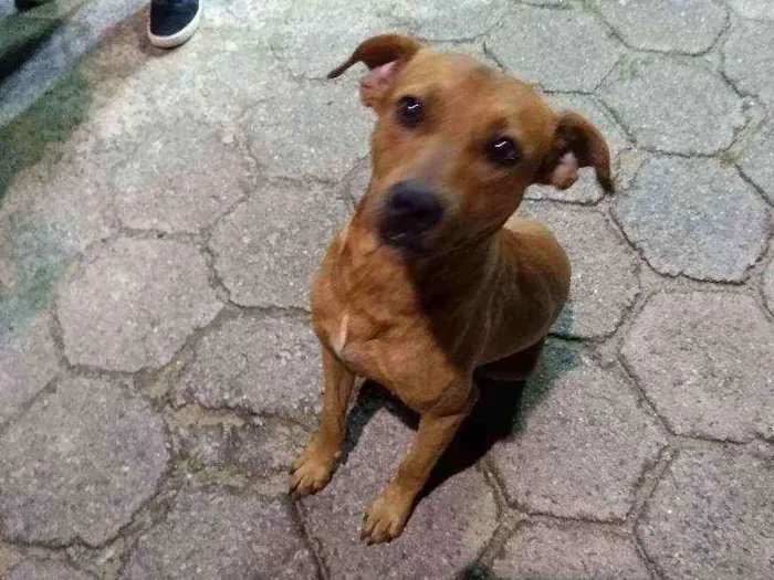 Cachorro ra a SRD idade 1 ano nome Caramelinho