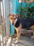 Cachorro raça Srd idade 3 anos nome Amora
