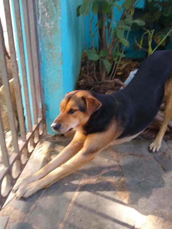 Cachorro raça Srd idade 3 anos nome Amora