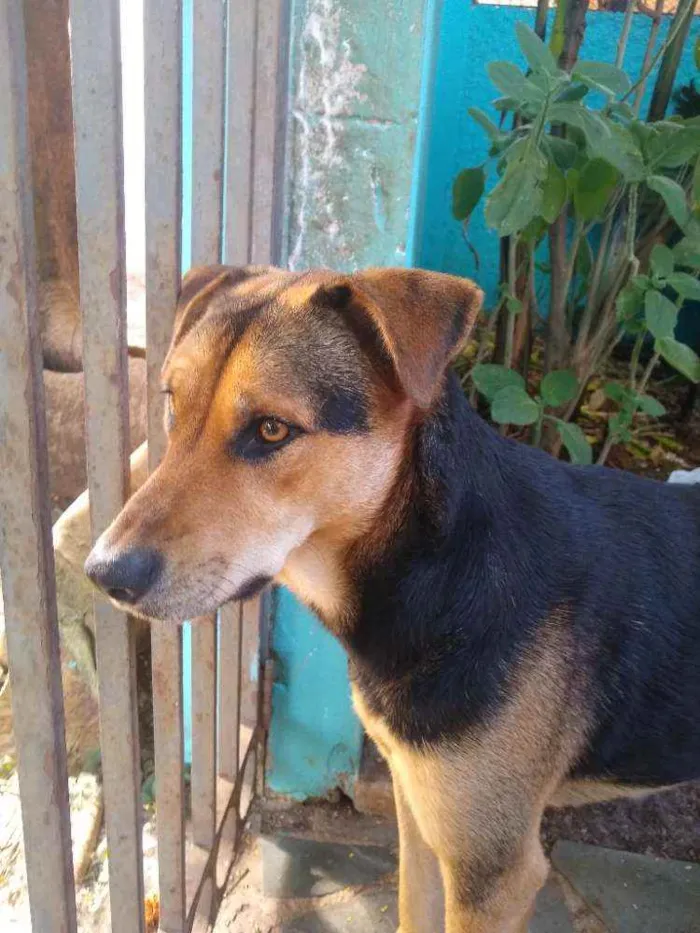 Cachorro raça Srd idade 3 anos nome Amora