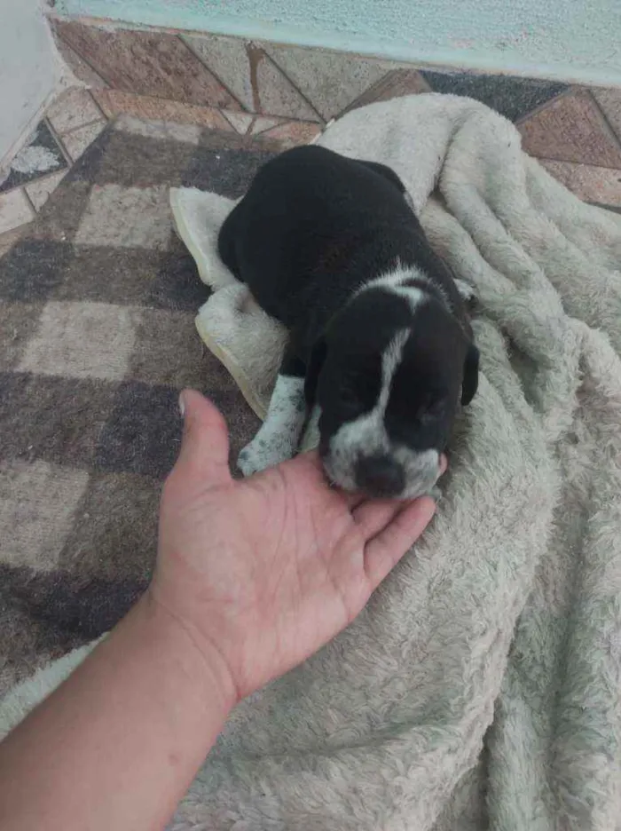 Cachorro raça Pity Bull com cooker idade Abaixo de 2 meses nome Não tem nome