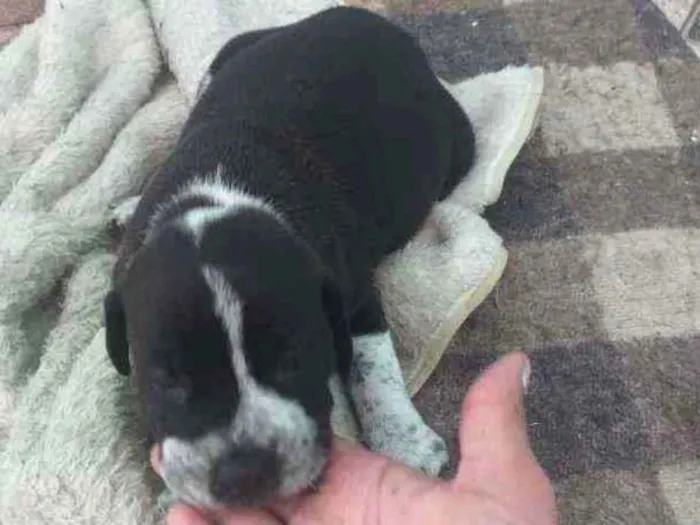 Cachorro raça Pity Bull com cooker idade Abaixo de 2 meses nome Não tem nome