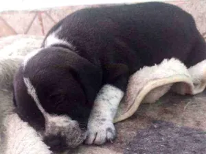 Cachorro raça Pity Bull com cooker idade Abaixo de 2 meses nome Não tem nome