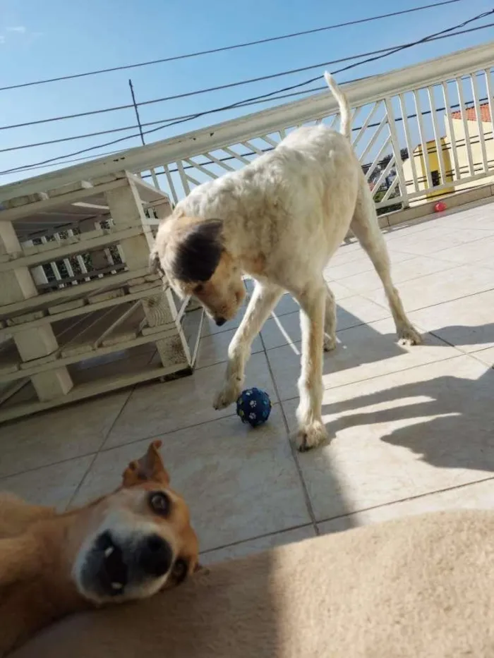 Cachorro ra a SRD-ViraLata idade 1 ano nome ME ADOTA!