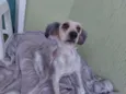 ME ADOTA!