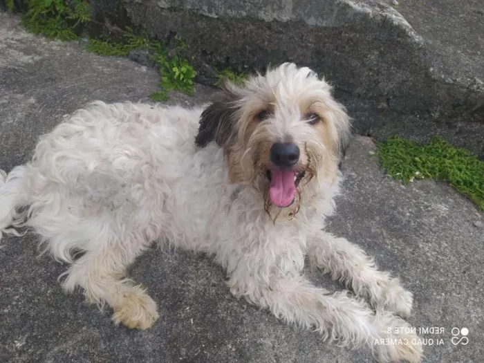 Cachorro ra a SRD-ViraLata idade 1 ano nome ME ADOTA!