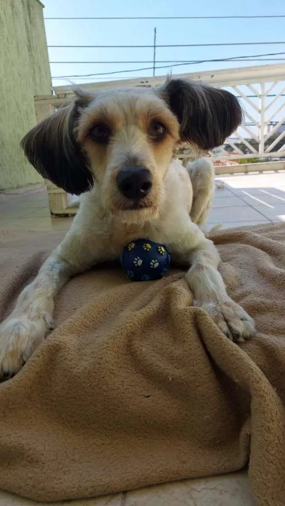 Cachorro ra a SRD-ViraLata idade 1 ano nome ME ESCOLHE!