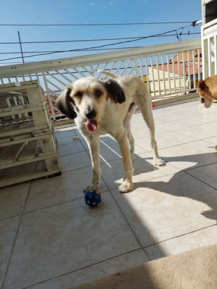 Cachorro ra a SRD-ViraLata idade 1 ano nome ME ESCOLHE!