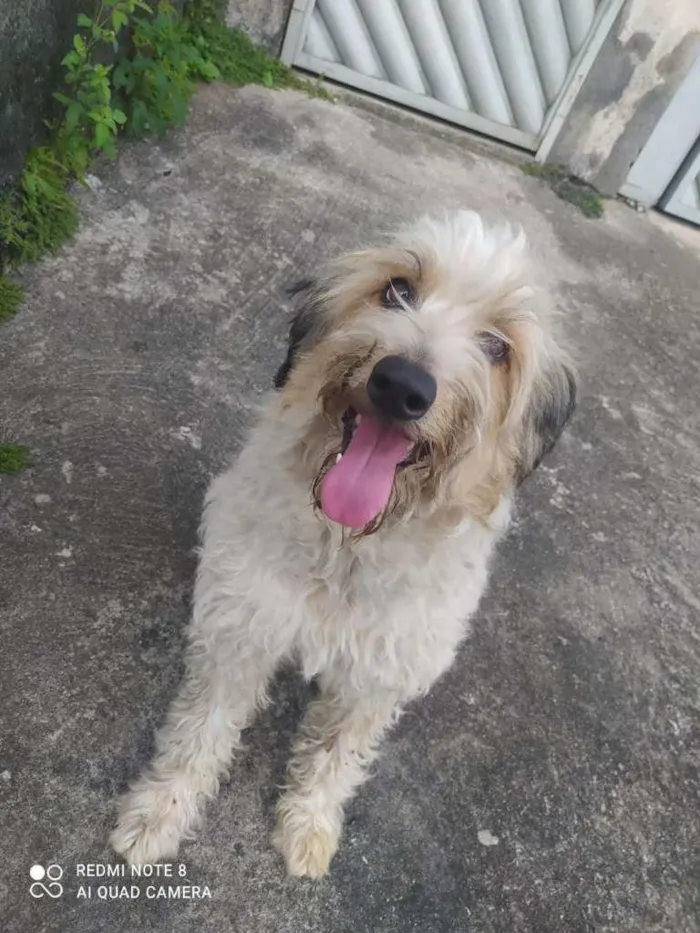 Cachorro ra a SRD-ViraLata idade 1 ano nome ME ESCOLHE!