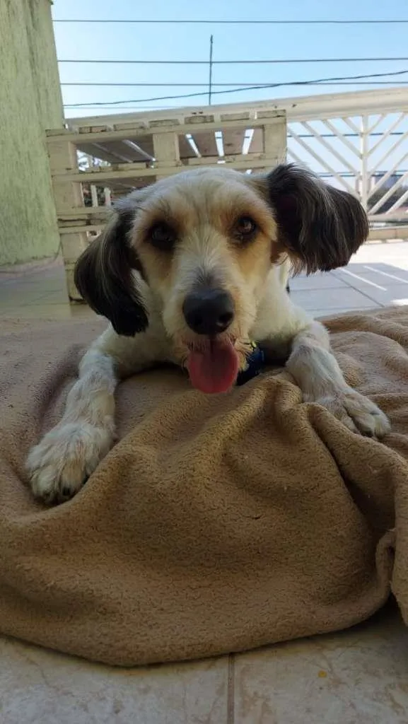 Cachorro ra a  idade 1 ano nome ME ESCOLHE!