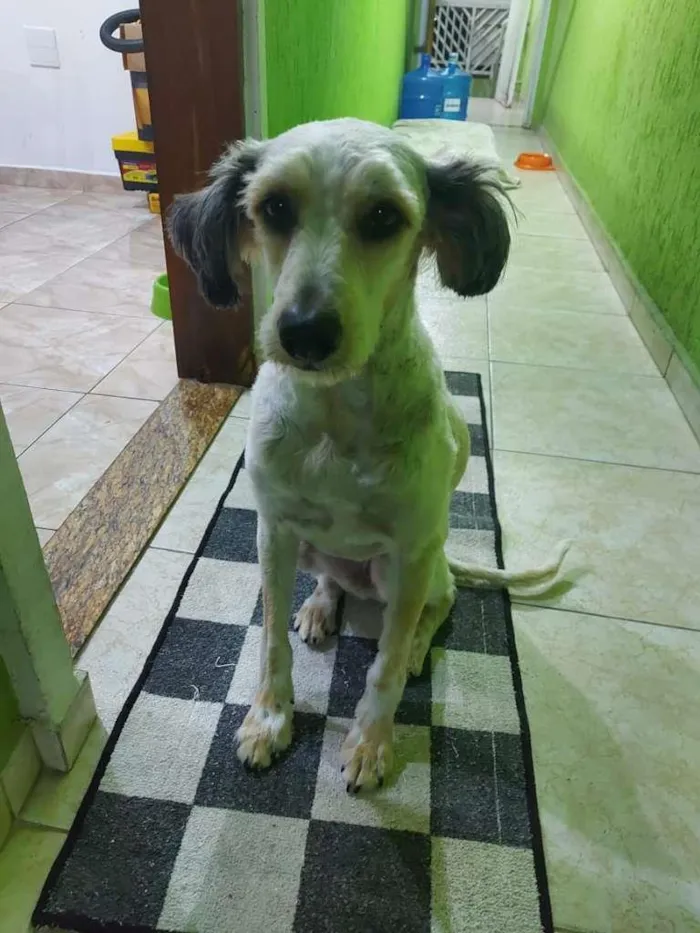 Cachorro ra a  idade 1 ano nome ME ESCOLHE!