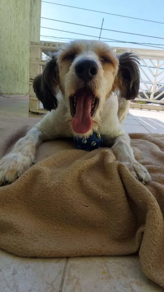 Cachorro ra a  idade 1 ano nome ME ESCOLHE!
