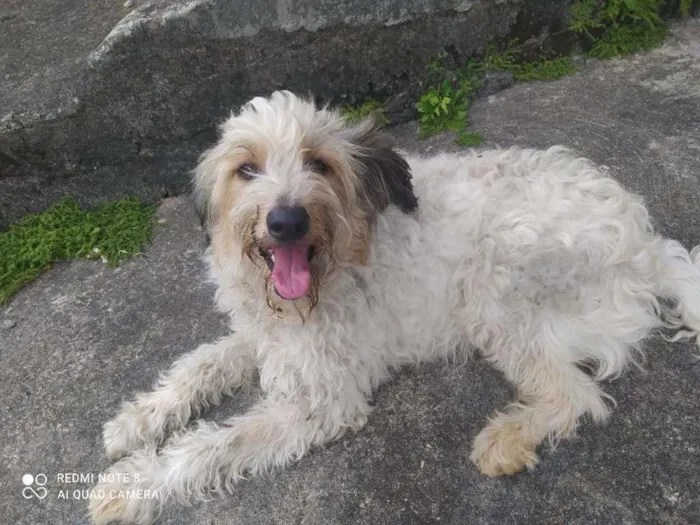 Cachorro ra a  idade 1 ano nome ME ESCOLHE!