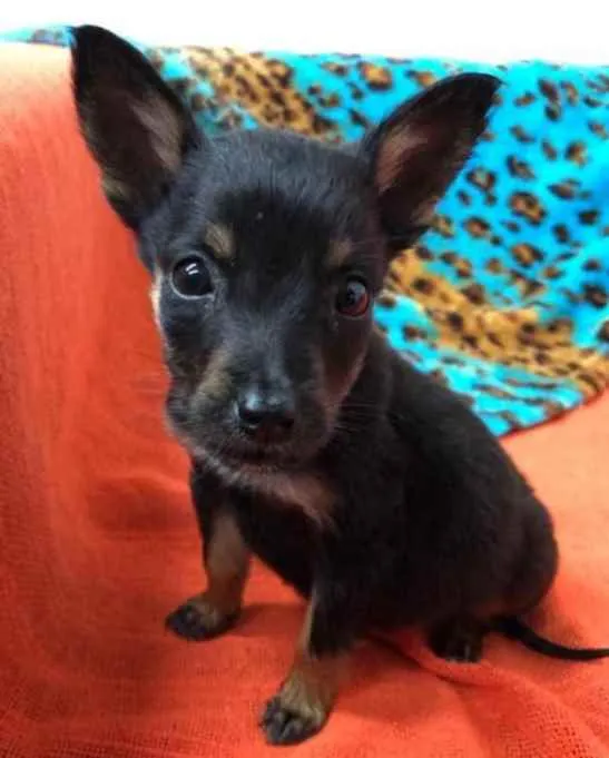 Cachorro raça  idade Abaixo de 2 meses nome Sem nome 