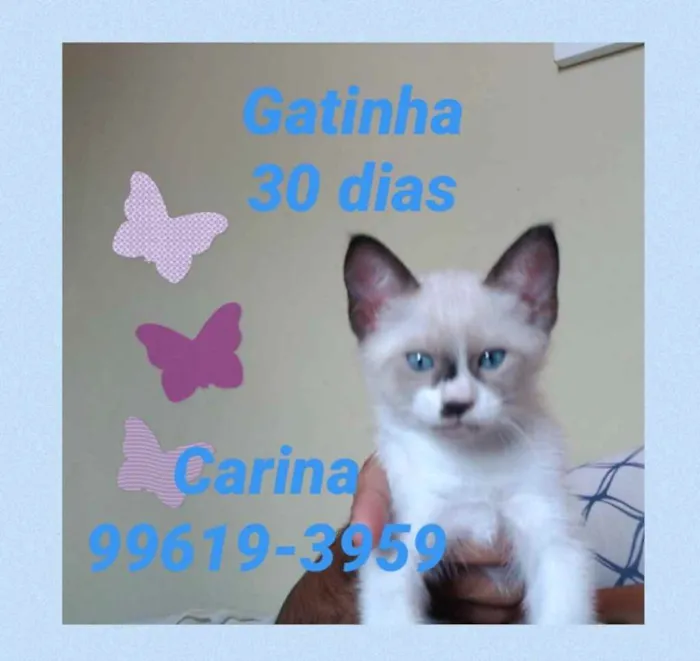 Gato ra a Siamês  idade Abaixo de 2 meses nome Lindinha