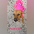 Cachorro raça  idade 3 anos nome Penélope 