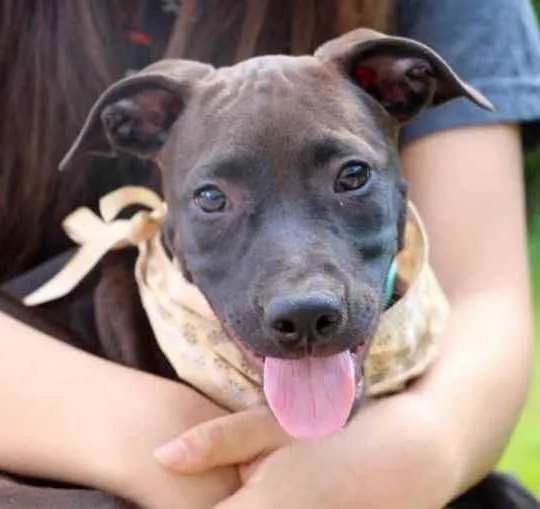 Cachorro raça  idade 2 a 6 meses nome João 