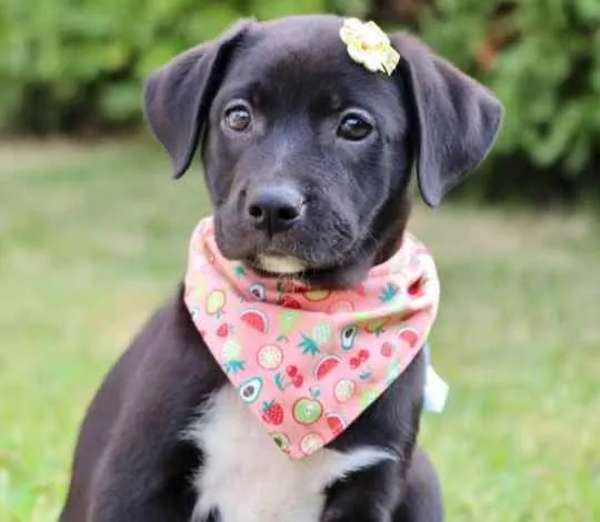 Cachorro raça  idade 2 a 6 meses nome Cristina 