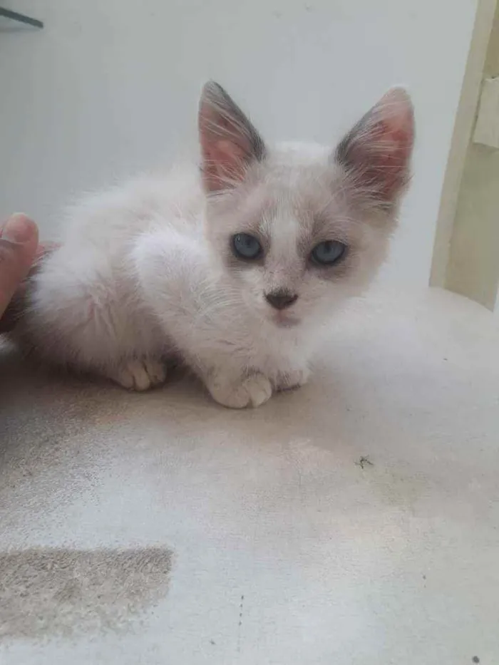 Gato raça Peludo idade Abaixo de 2 meses nome Asmael