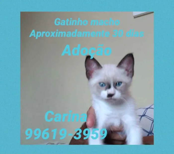 Gato ra a Siames idade Abaixo de 2 meses nome Ciano