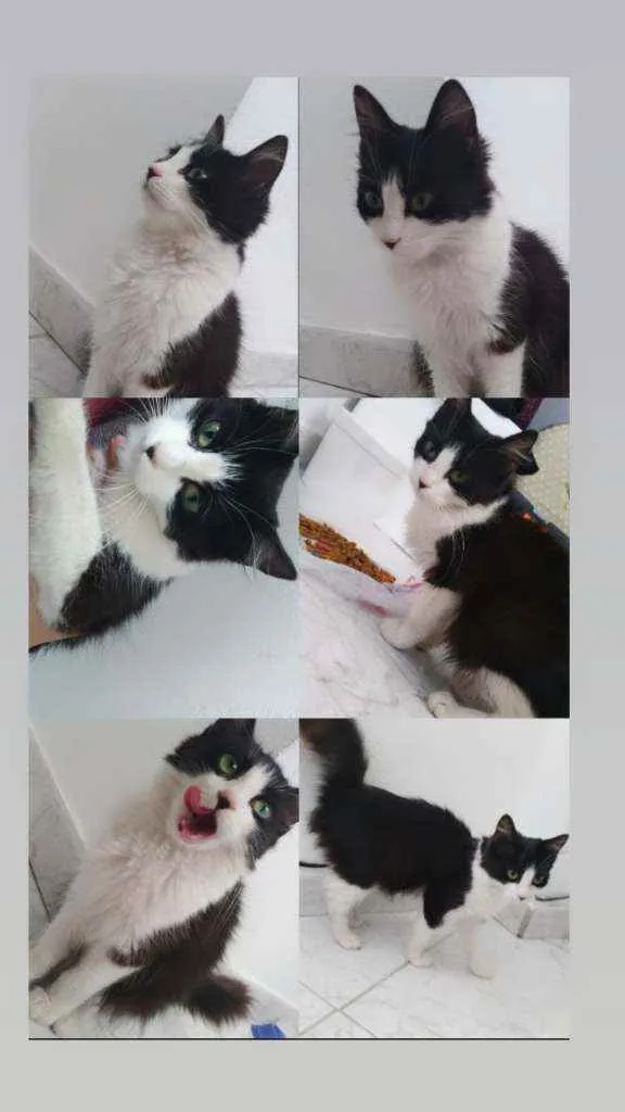 Gato raça  idade 2 a 6 meses nome Penélope 