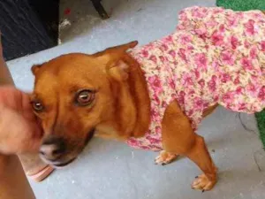 Cachorro raça Srd idade 2 anos nome Carol linda e fofa 