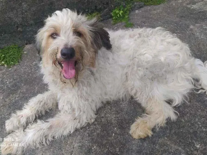 Cachorro ra a SRD-ViraLata idade 1 ano nome ME ADOTA!