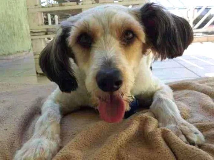 Cachorro ra a SRD-ViraLata idade 1 ano nome ME ADOTA!