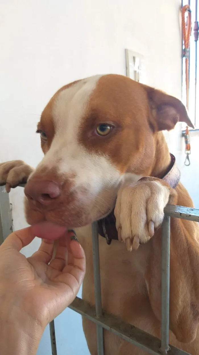 Cachorro raça Pitbull idade 1 ano nome Logan