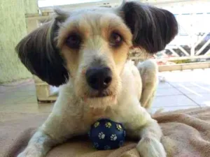 Cachorro raça SRD-ViraLata idade 1 ano nome ME ESCOLHE!