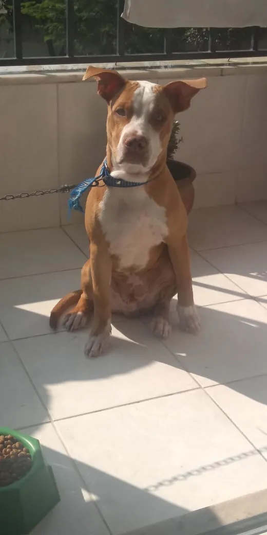Cachorro raça Pitbull idade 1 ano nome Logan