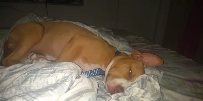 Cachorro raça Pitbull idade 1 ano nome Logan