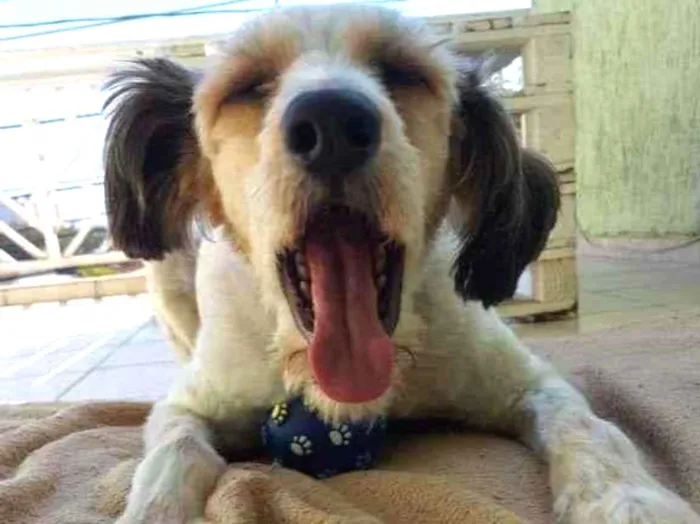 Cachorro ra a  idade 1 ano nome ME ESCOLHE!