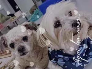 Cachorro raça  idade 5 anos nome Alfredo e Pedrita 