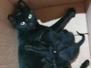 Gato raça  idade Abaixo de 2 meses nome Filhotes da nina 