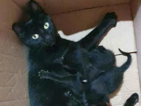 Gato raça  idade Abaixo de 2 meses nome Filhotes da nina 