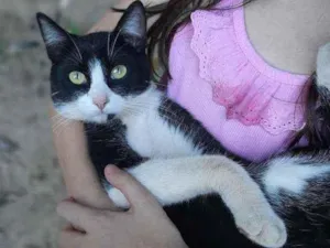 Gato raça  idade 7 a 11 meses nome Tom 
